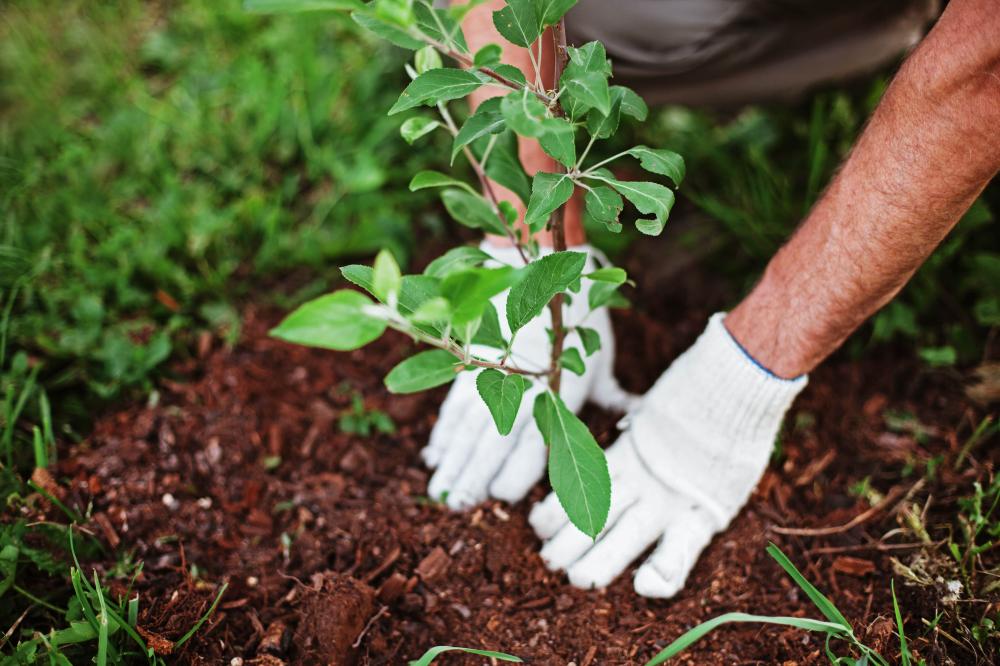 plantation d'abre